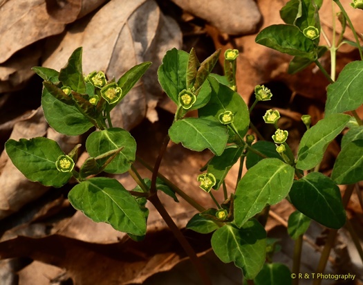{Euphorbia mercurialina}